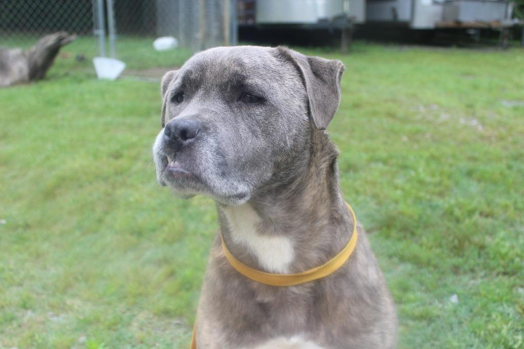 Enlarge Doug, a Adoptable mixed breed in Benton, AR image 5/6