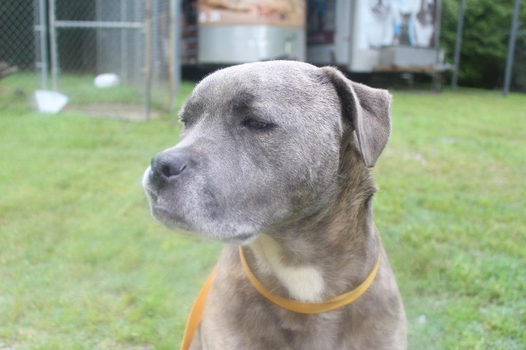 Enlarge Doug, a Adoptable mixed breed in Benton, AR image 6/6