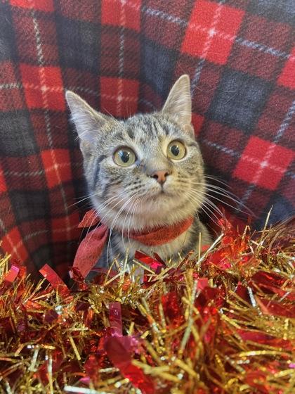 Ginny, a Adoptable Domestic Short Hair in Columbus, IN image 1/2