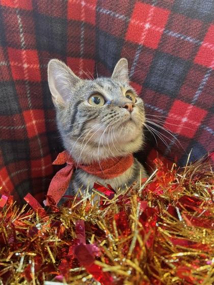 Ginny, a Adoptable Domestic Short Hair in Columbus, IN image 2/2