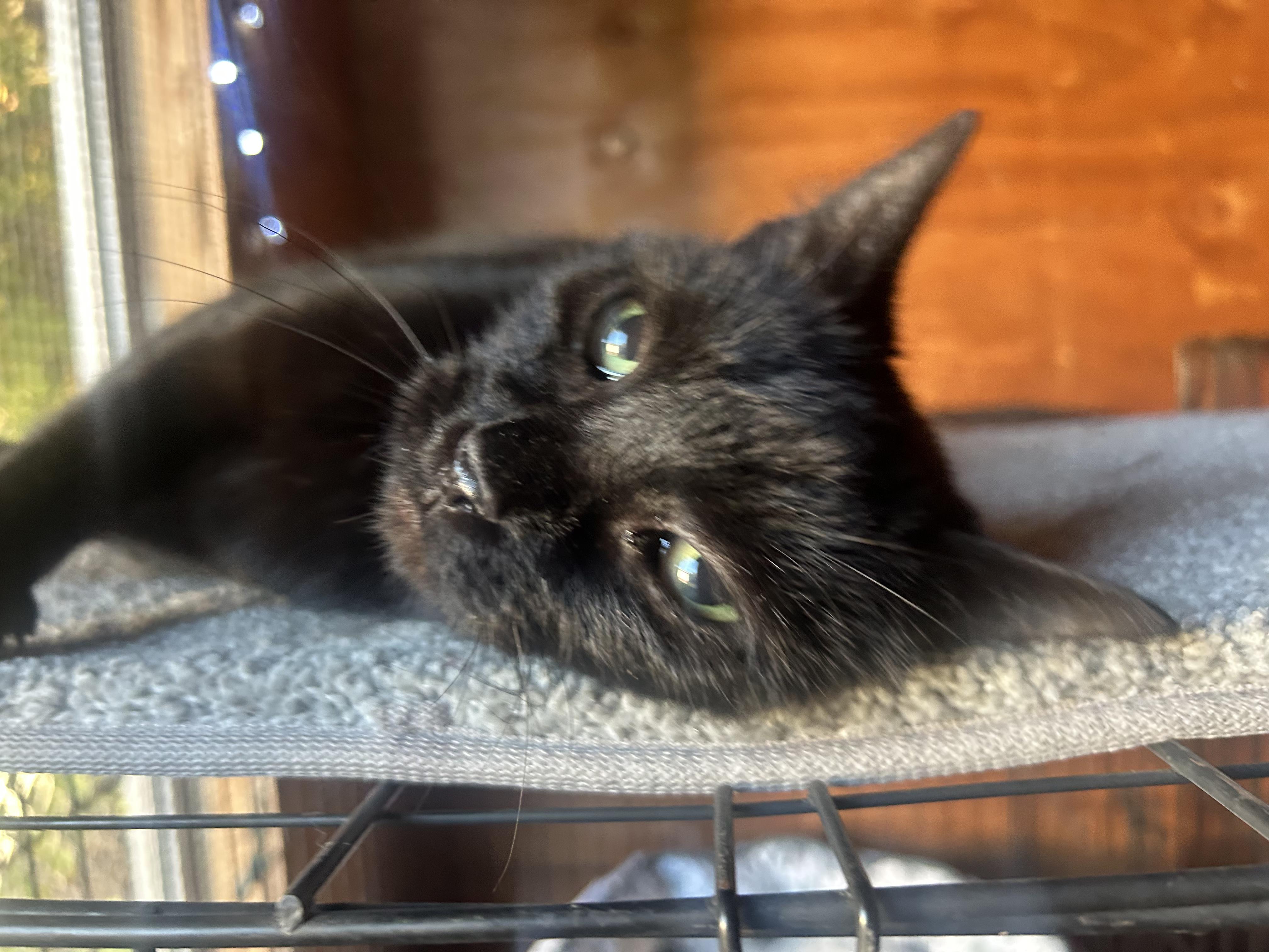 Ebony, a Adoptable American Shorthair in Ephrata, WA image 2/5
