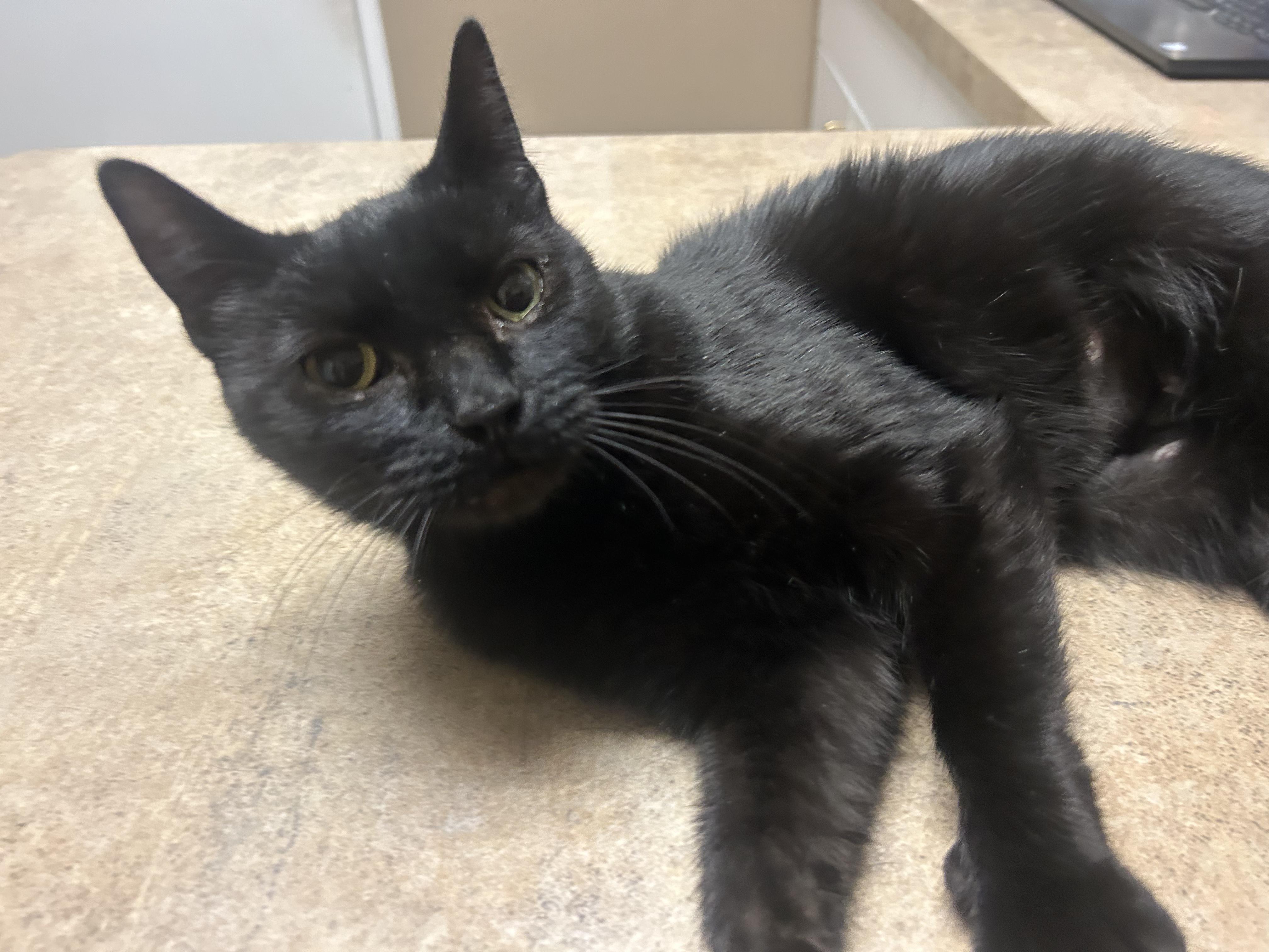 Ebony, a Adoptable American Shorthair in Ephrata, WA image 3/5