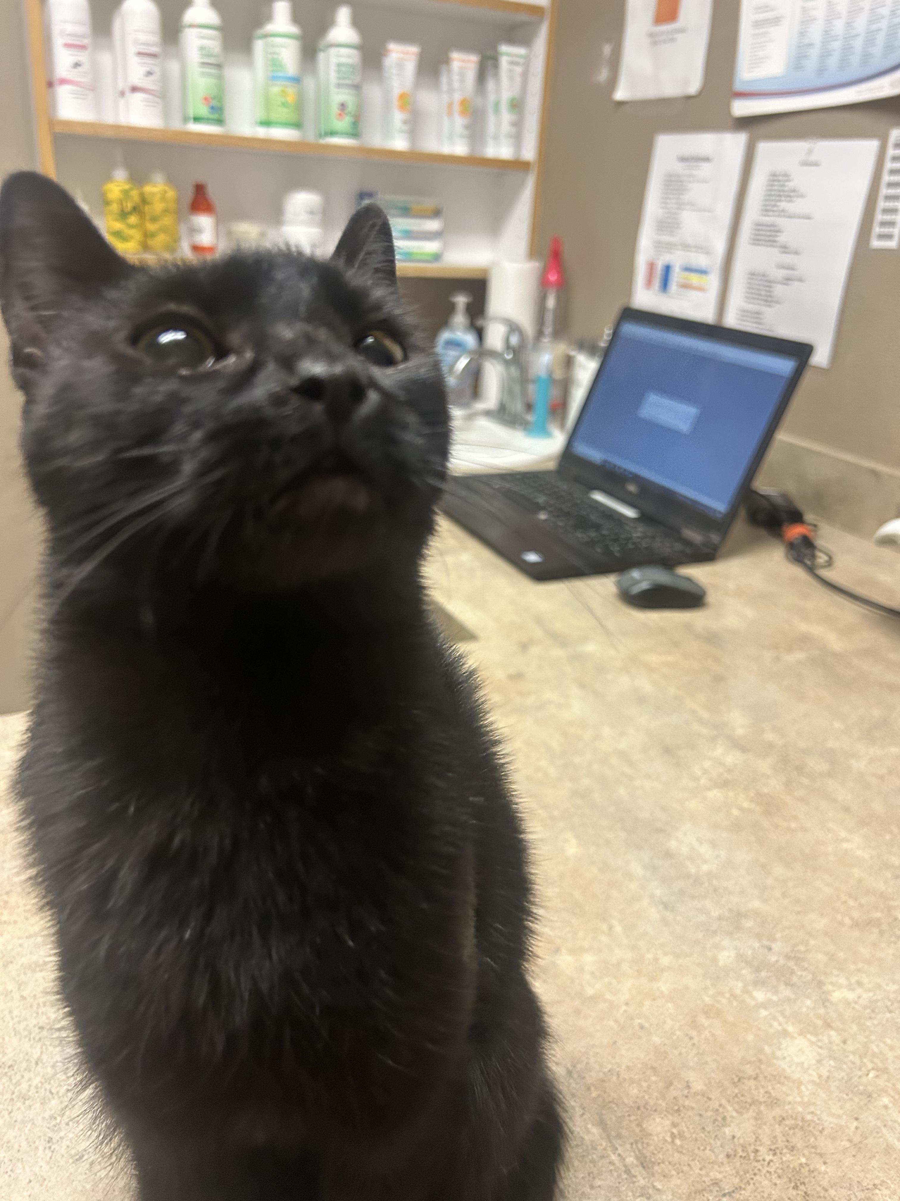 Ebony, a Adoptable American Shorthair in Ephrata, WA image 4/5