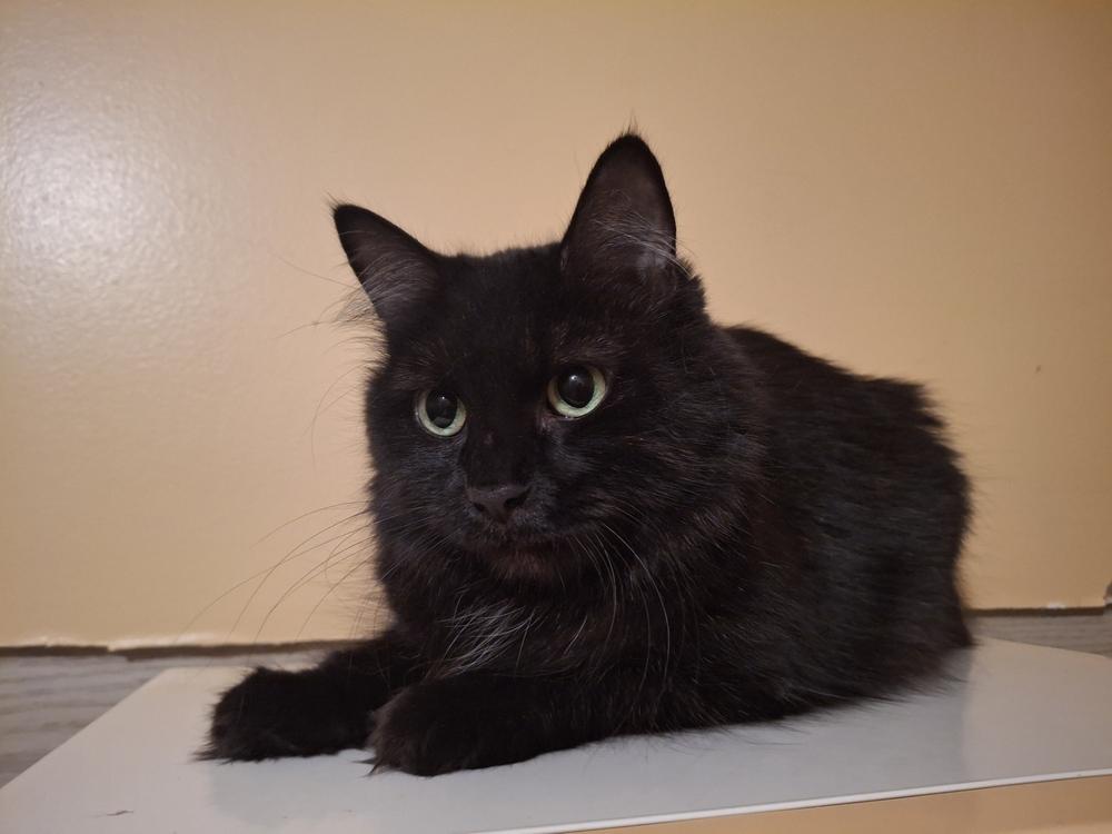 Muffin Floyd-CR, Adopted, Adult Female Domestic Medium Hair.