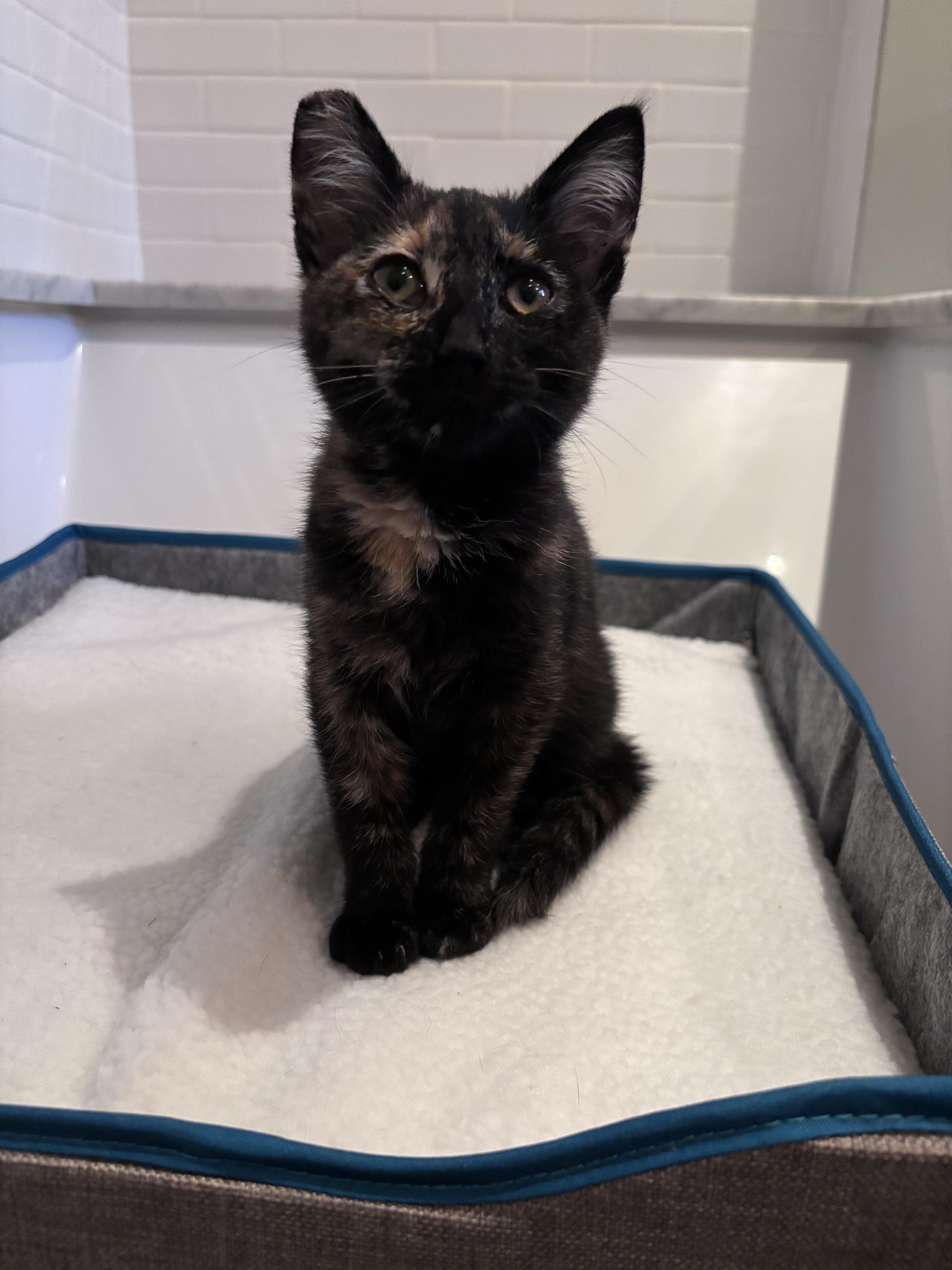 Cat for adoption Tartar Sauce, a Domestic Short Hair in Pacific