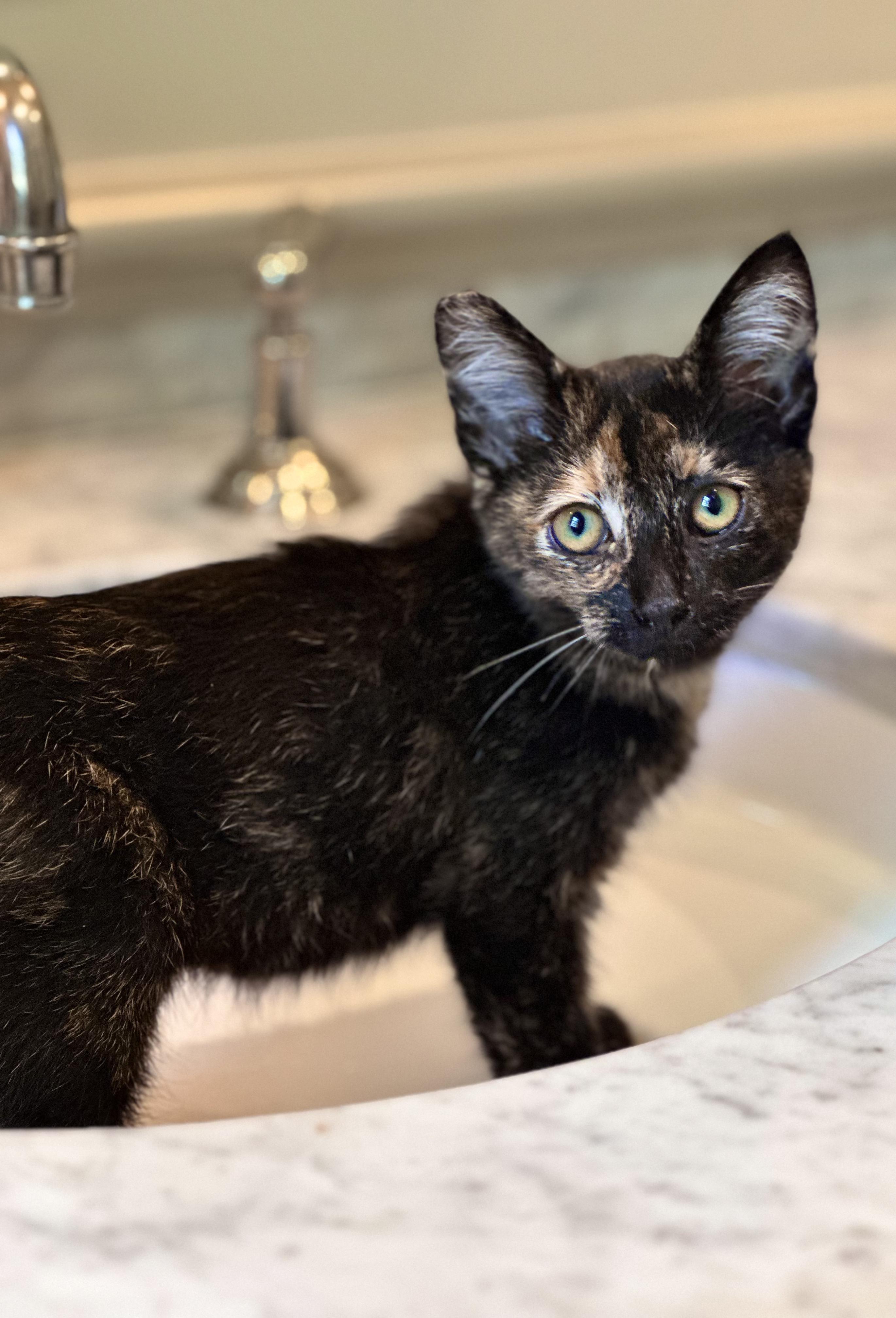 Cat for adoption Tartar Sauce, a Domestic Short Hair in Pacific