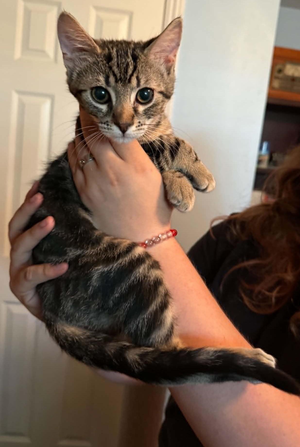 Jasper, an adoptable Domestic Short Hair in Tehachapi, CA image 3/3
