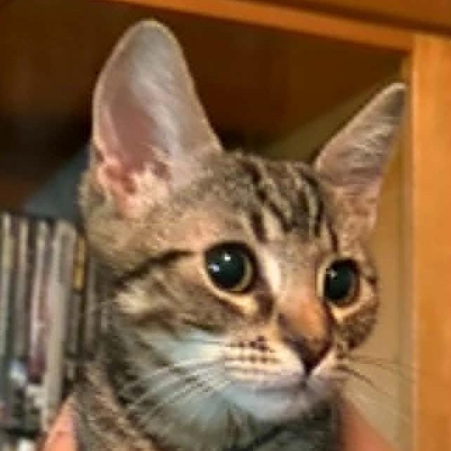 Jasper, an adoptable Domestic Short Hair in Tehachapi, CA image 2/3