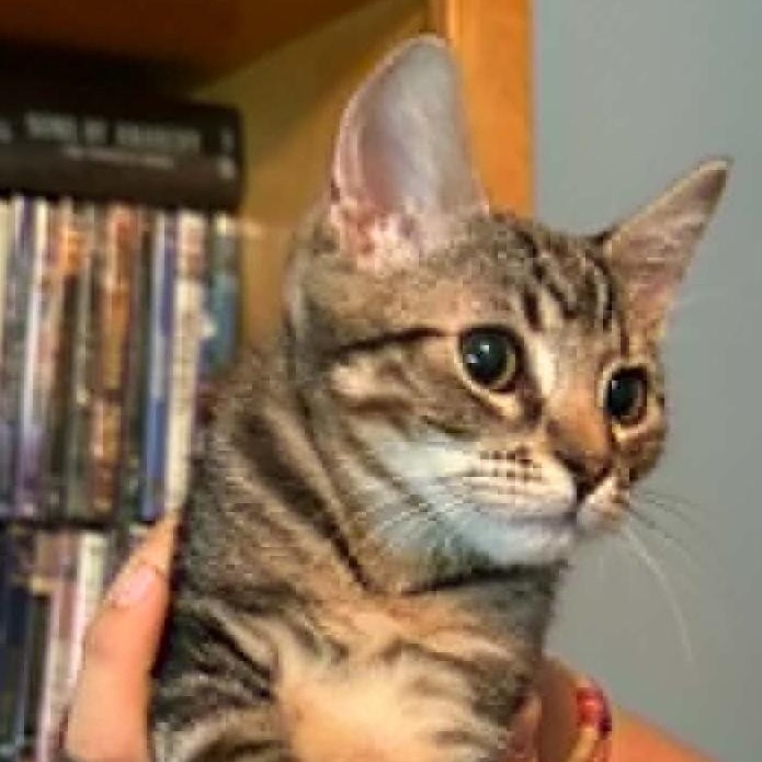 Jasper, adoptable, Kitten Male Domestic Short Hair.