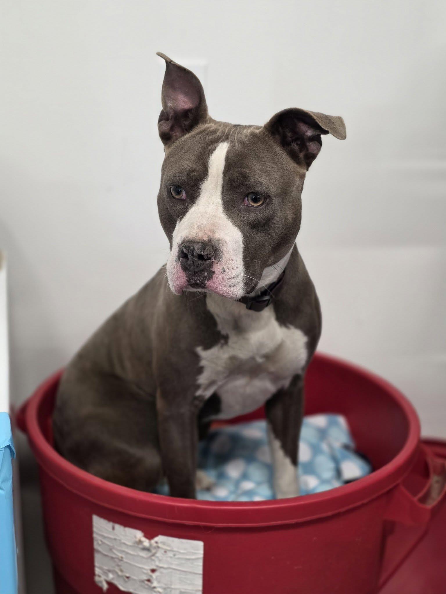 Quinn, ADOPTABLE, Adult Female Pit Bull Terrier.