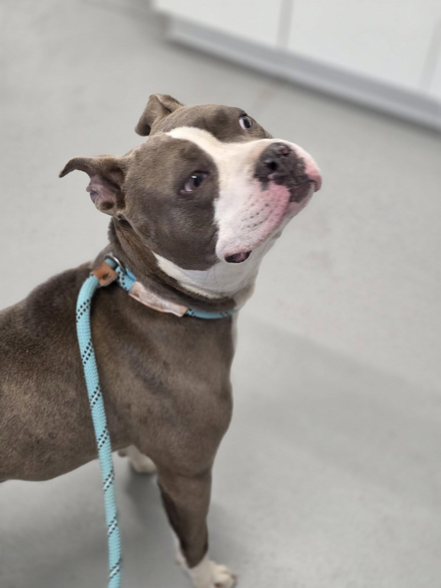 Enlarge Quinn, a ADOPTABLE Pit Bull Terrier in Shelby, MI image 3/3