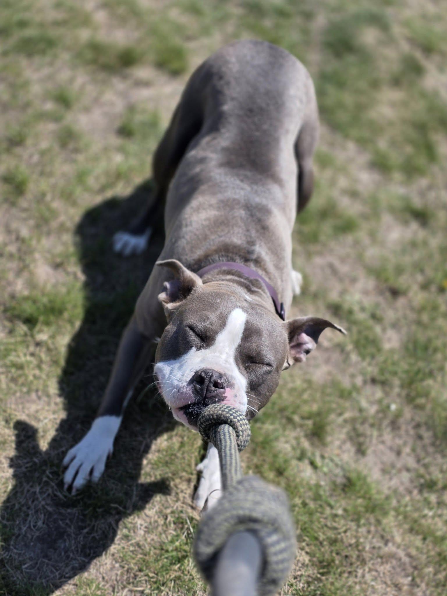 Enlarge Quinn, a ADOPTABLE Pit Bull Terrier in Shelby, MI image 2/3