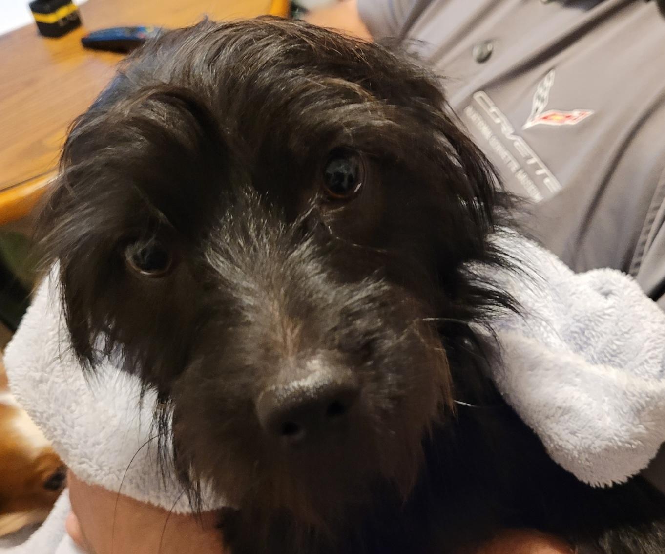 Enlarge Scotty, an adoption pending mixed breed in Temple, TX image 3/4