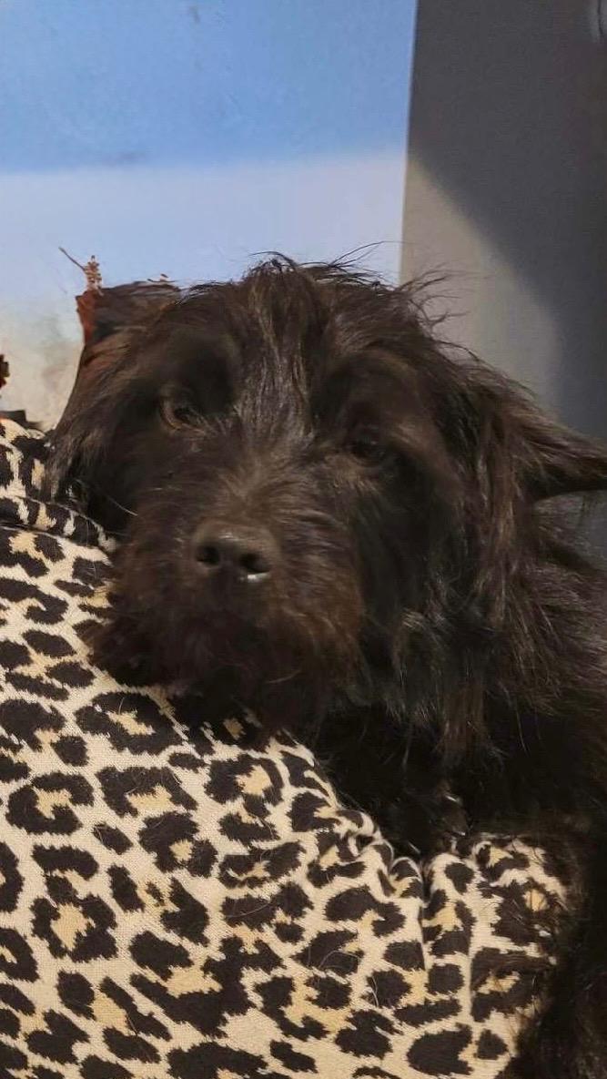 Scotty, ADOPTABLE, Young Male Terrier.