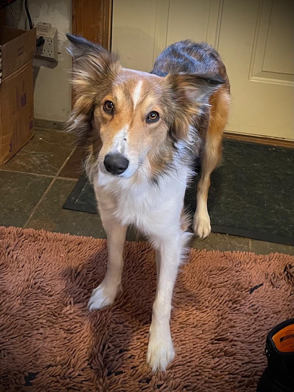 Monroe - adopted!, adopted, Young Female Border Collie.