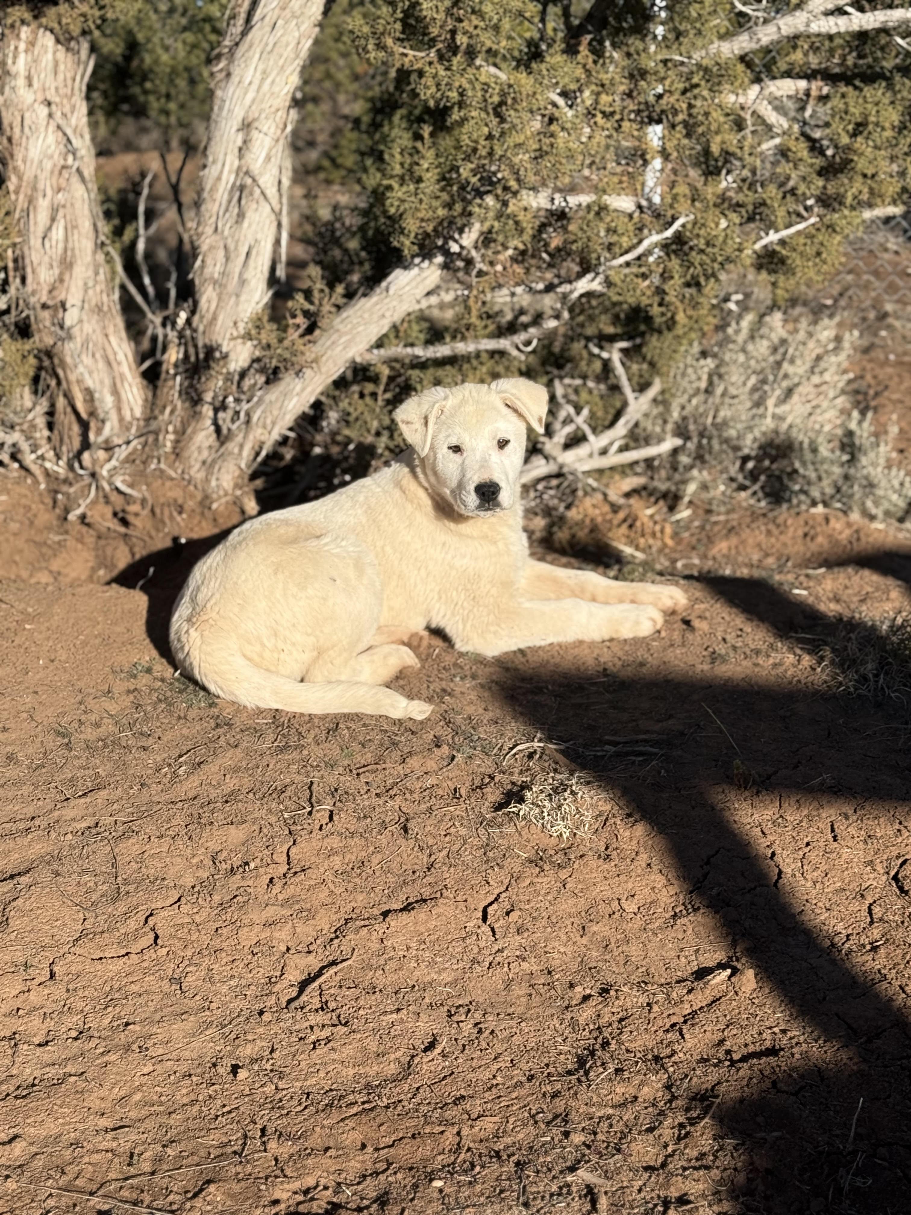 Murphy, a Adoptable mixed breed in Durango, CO image 4/4