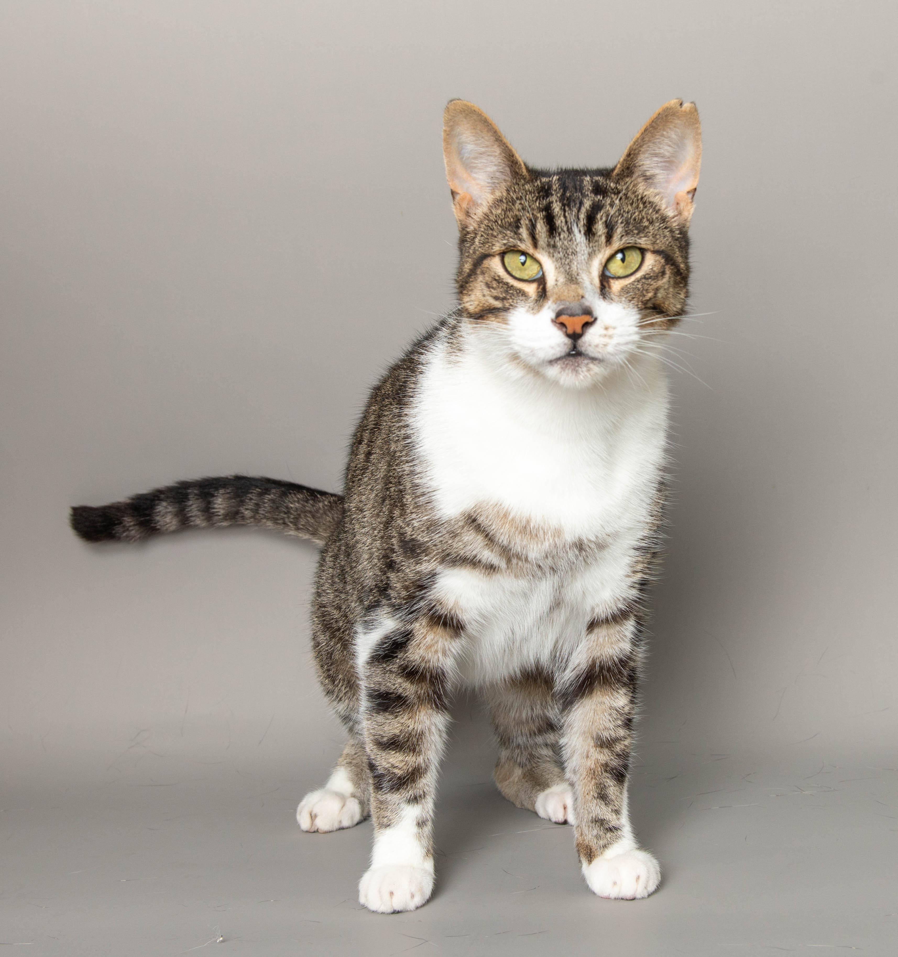Enlarge OLLIE, a Adoptable Domestic Short Hair in Wyandotte, MI image 2/2