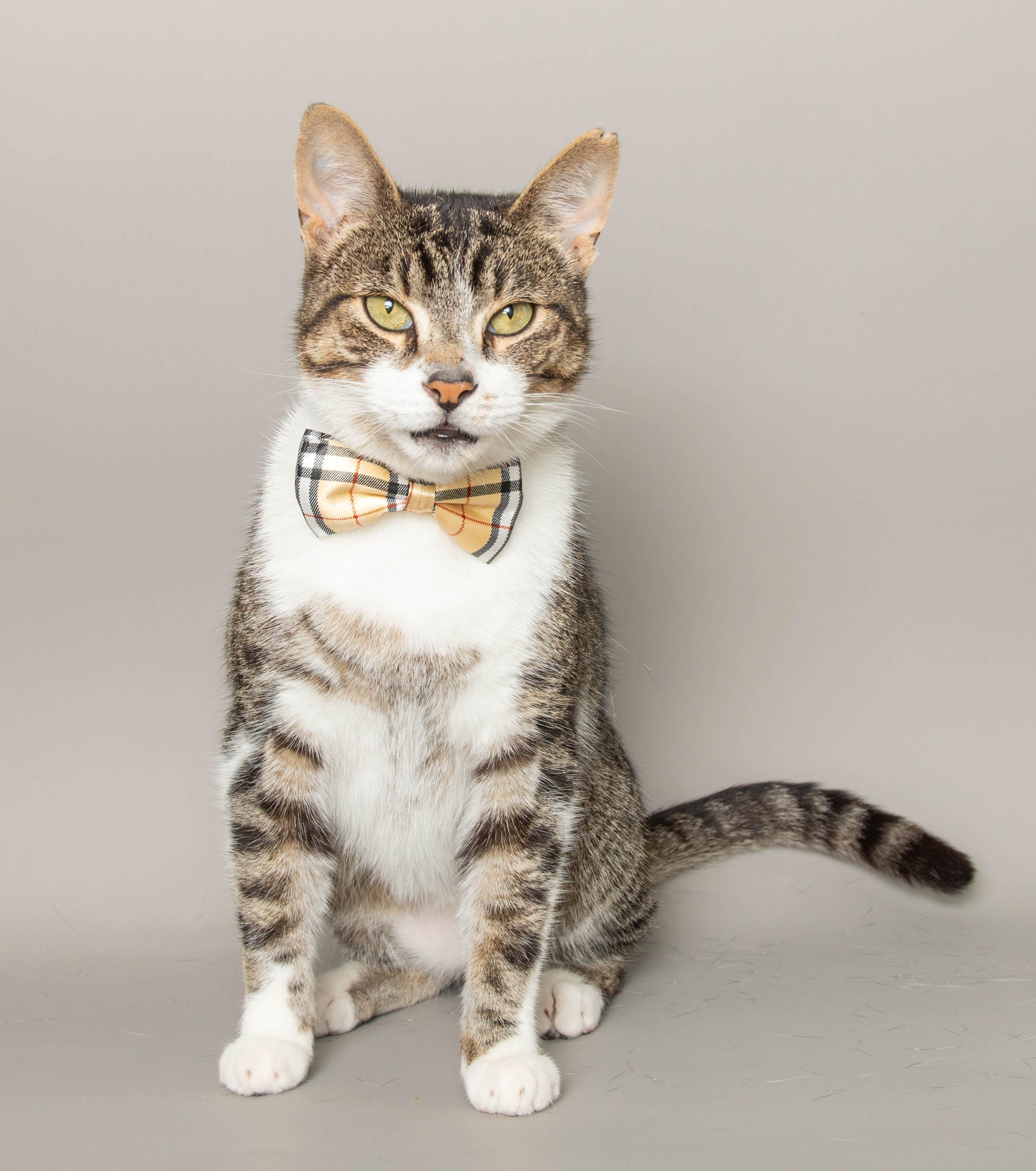OLLIE, Adoptable, Adult Male Domestic Short Hair.
