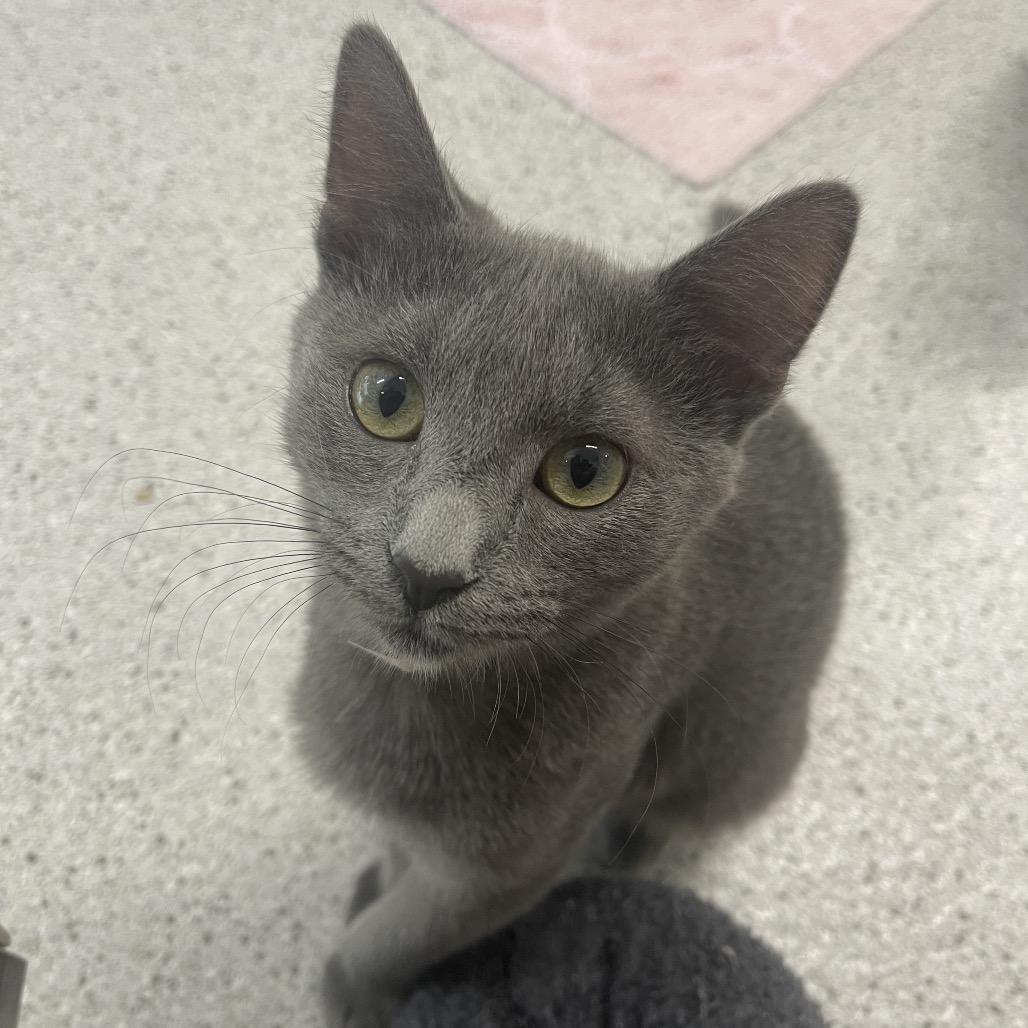 Sage, Adoptable, Young Female Domestic Short Hair.