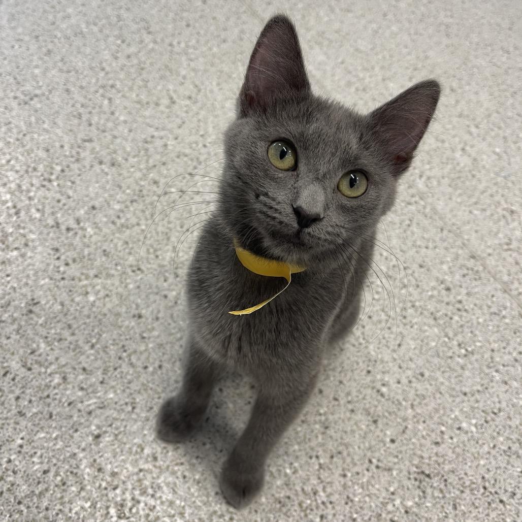 Sage, a Adoptable Domestic Short Hair in Winston Salem, NC image 1/5