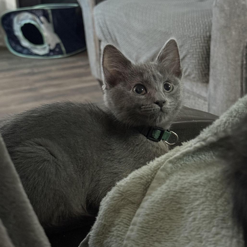 Sage, a Adoptable Domestic Short Hair in Winston Salem, NC image 2/5