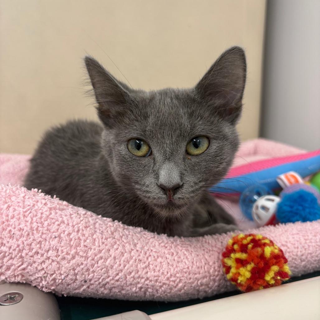Sage, a Adoptable Domestic Short Hair in Winston Salem, NC image 3/5