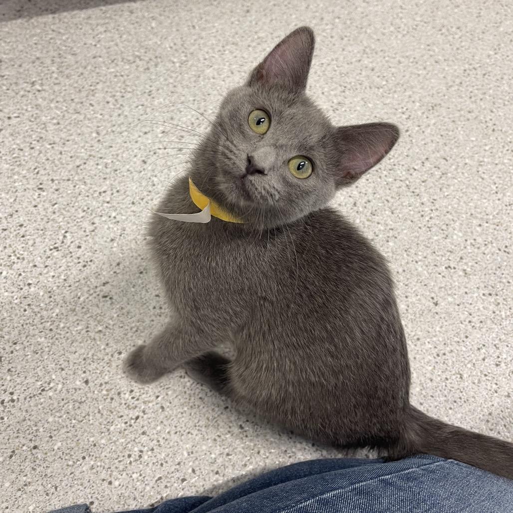 Sage, a Adoptable Domestic Short Hair in Winston Salem, NC image 4/5