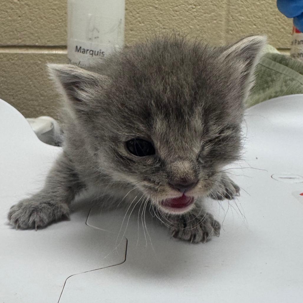 Sage, a Adoptable Domestic Short Hair in Winston Salem, NC image 5/5