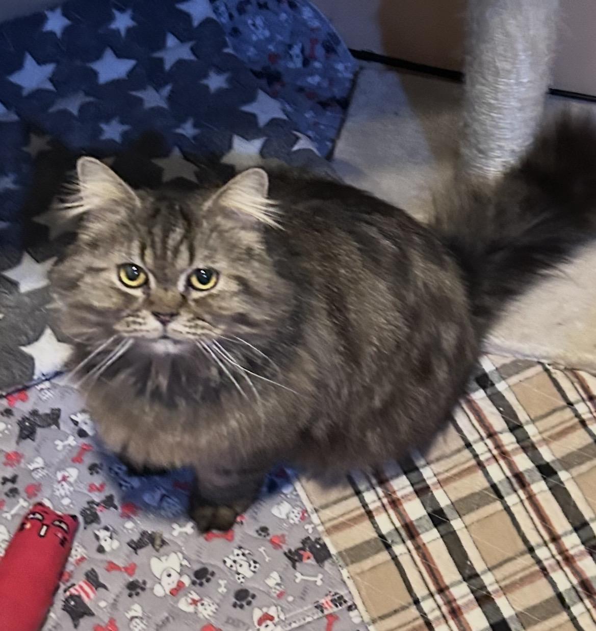 Enlarge Sylvester, a ADOPTABLE Persian in Allentown, NJ image 4/5