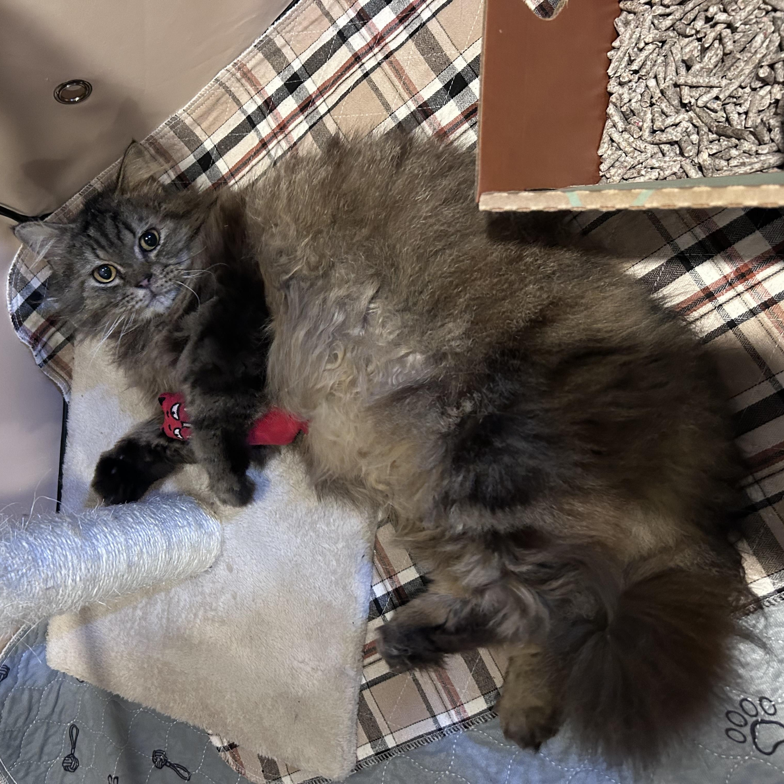 Enlarge Sylvester, a ADOPTABLE Persian in Allentown, NJ image 3/5