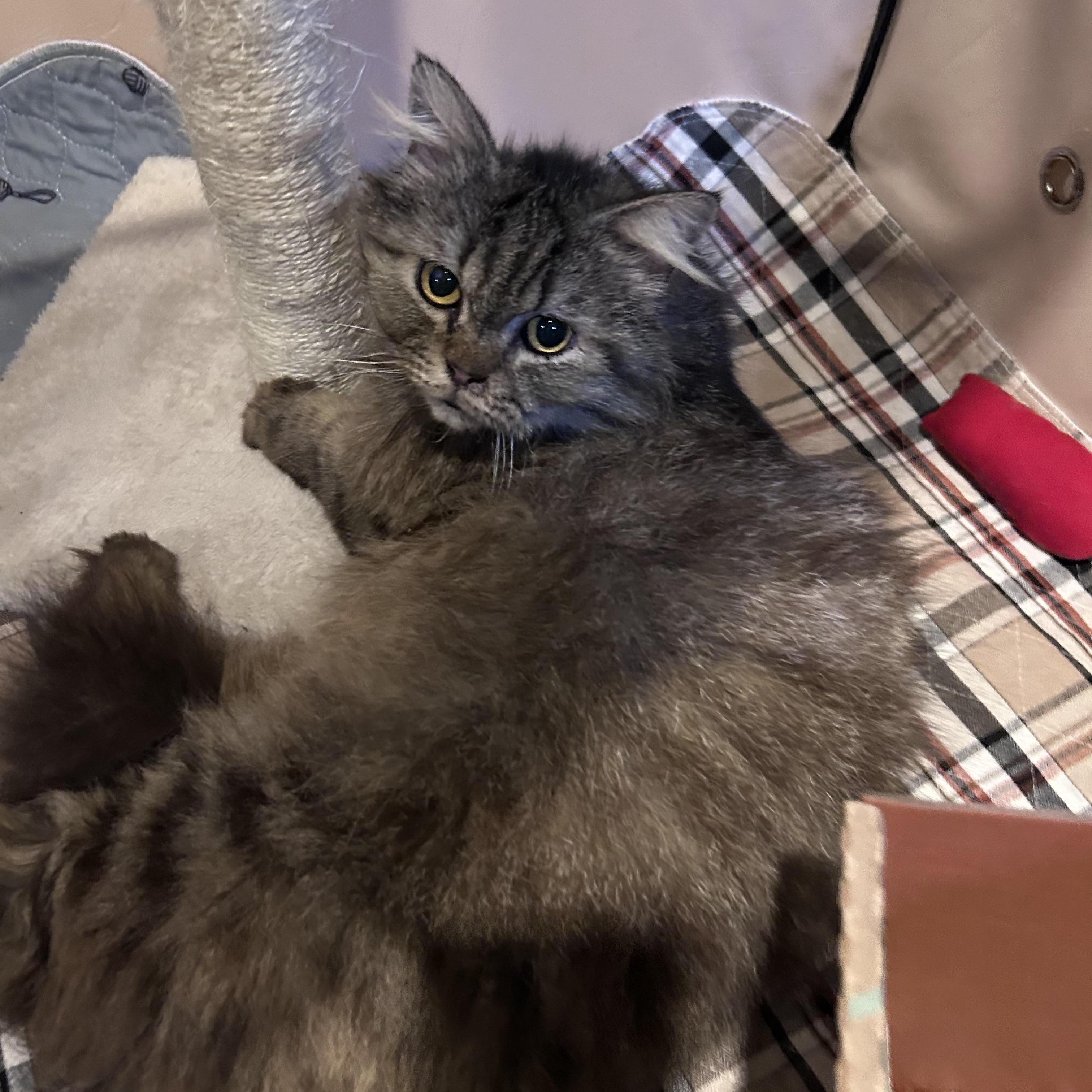 Enlarge Sylvester, a ADOPTABLE Persian in Allentown, NJ image 2/5