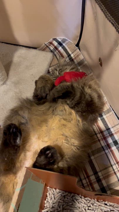 Enlarge Sylvester, a ADOPTABLE Persian in Allentown, NJ video 5/5