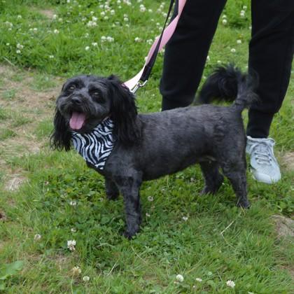 Enlarge Ebony (bonded w/Ivory), a Adoptable mixed breed in Elk Grove Village, IL image 1/3