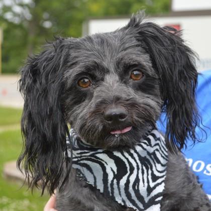 Enlarge Ebony (bonded w/Ivory), a Adoptable mixed breed in Elk Grove Village, IL image 1/3