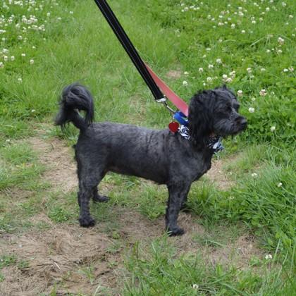 Ebony (bonded w/Ivory), Adoptable, Adult Female Shih Tzu & Schnauzer.