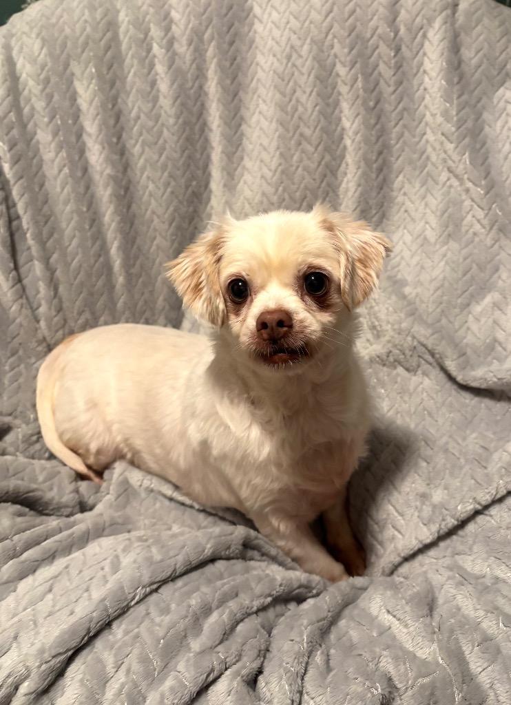 Enlarge Vanilla Bean, a Adoptable Shih Tzu in Buford, GA image 1/1