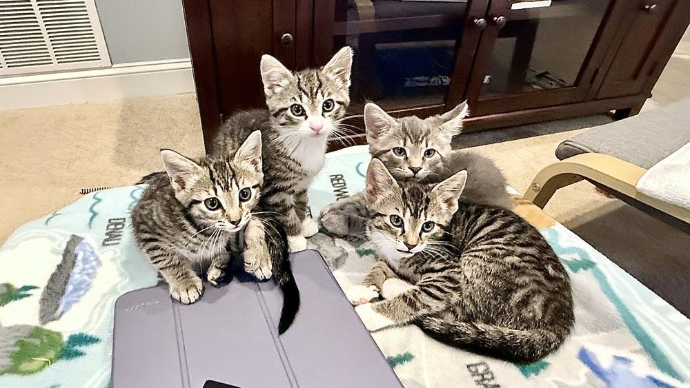 Lolly, Adoptable, Kitten Female Domestic Short Hair & Tabby.