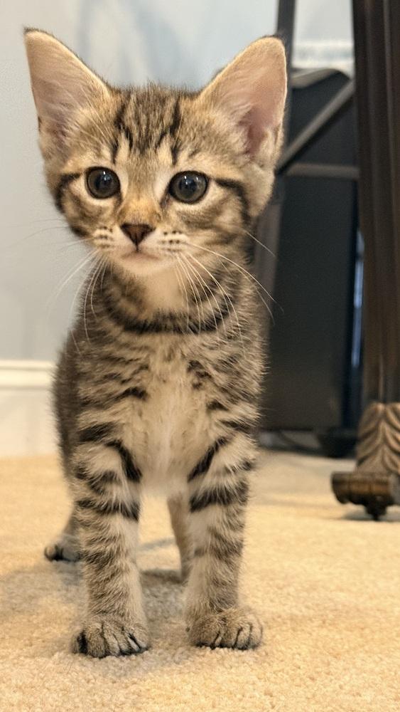 Lolly, a Adoptable mixed breed in Henrico, VA image 2/6