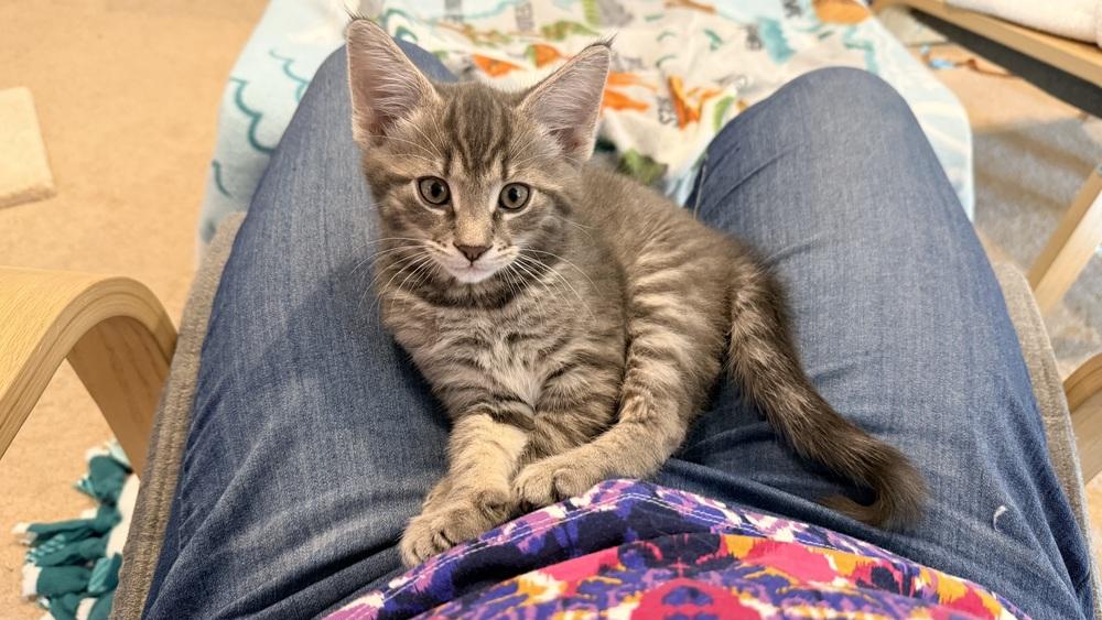 Lolly, a Adoptable mixed breed in Henrico, VA image 3/6