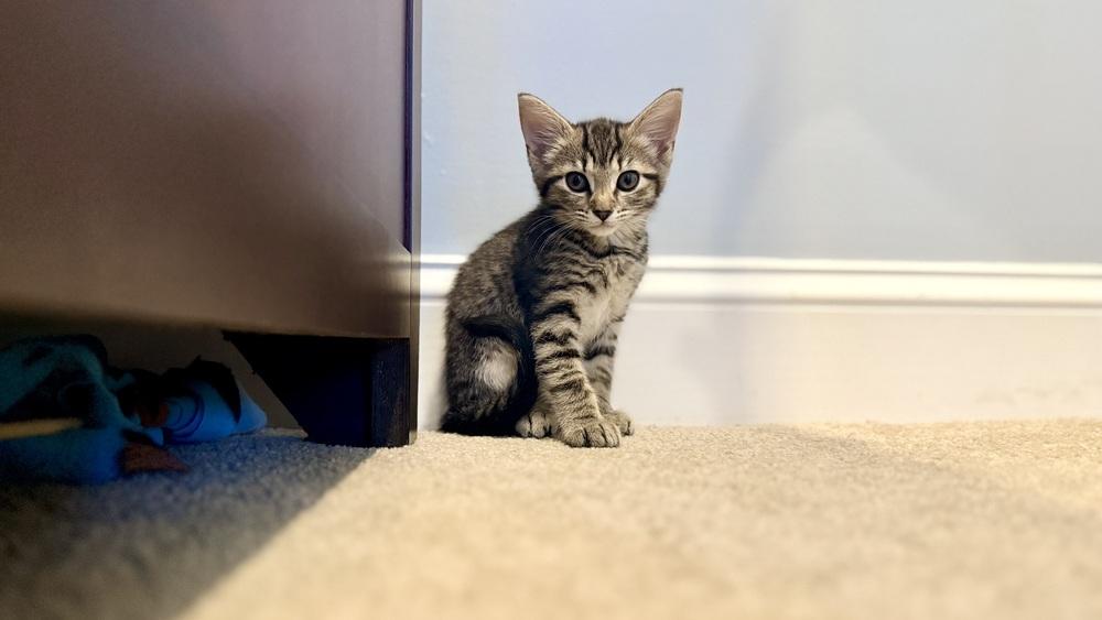 Lolly, a Adoptable mixed breed in Henrico, VA image 4/6