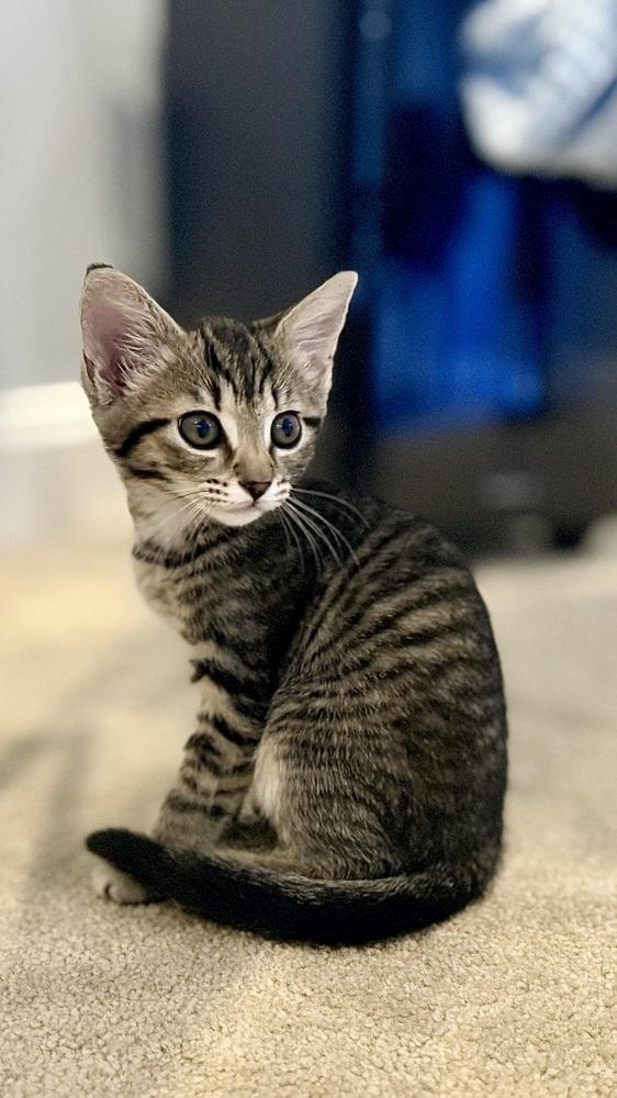 Lolly, a Adoptable mixed breed in Henrico, VA image 5/6