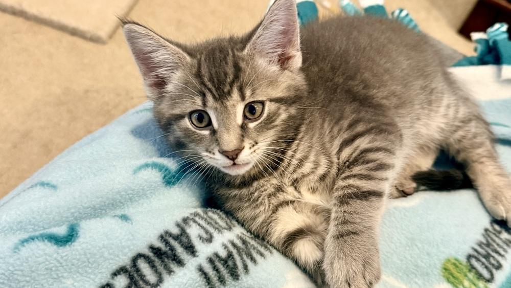 Lolly, a Adoptable mixed breed in Henrico, VA image 6/6