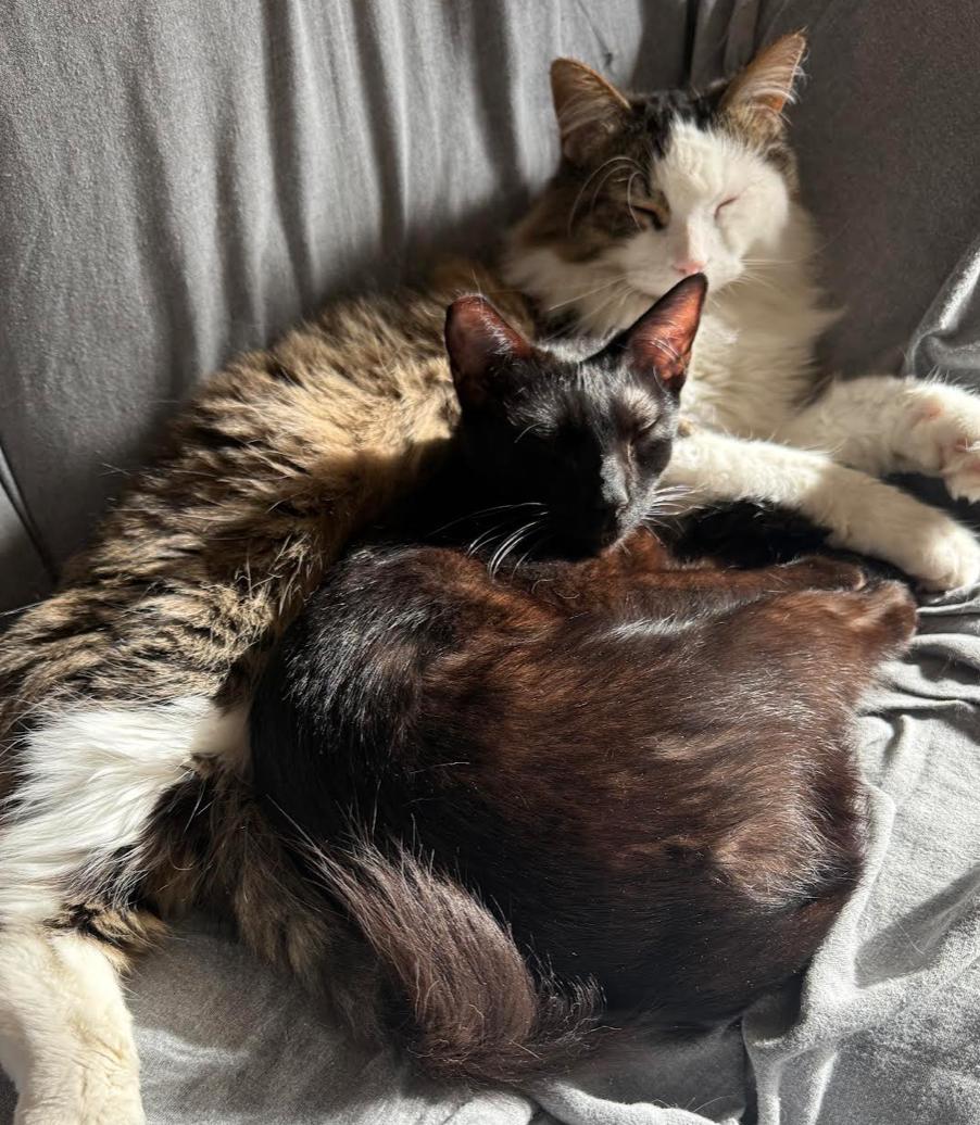 Enlarge Fluffy, a ADOPTABLE Domestic Long Hair in Calgary, AB image 3/3