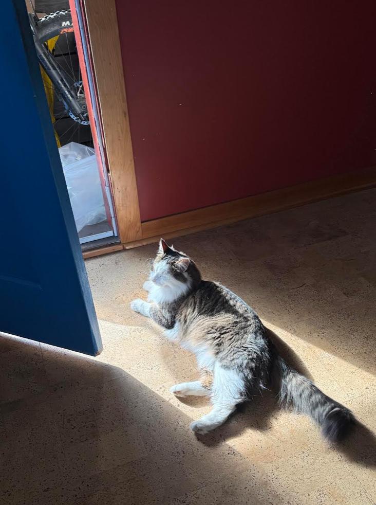 Enlarge Fluffy, a ADOPTABLE Domestic Long Hair in Calgary, AB image 2/3