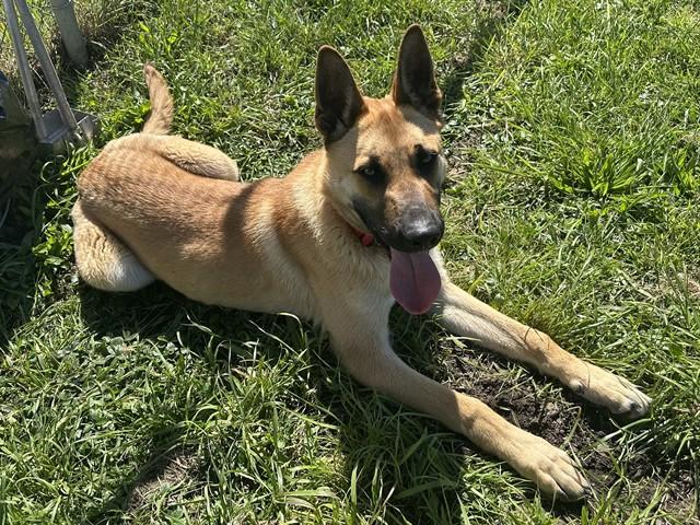 DOZER, Adoptable, Young Male German Shepherd Dog & Mixed Breed.