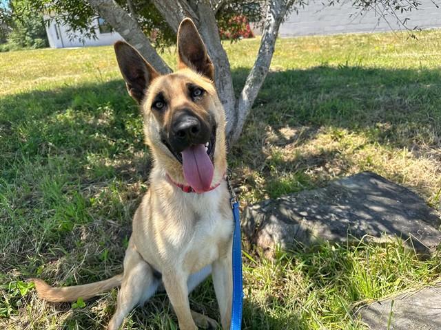 Enlarge DOZER, a Adoptable mixed breed in McKinleyville, CA image 1/1
