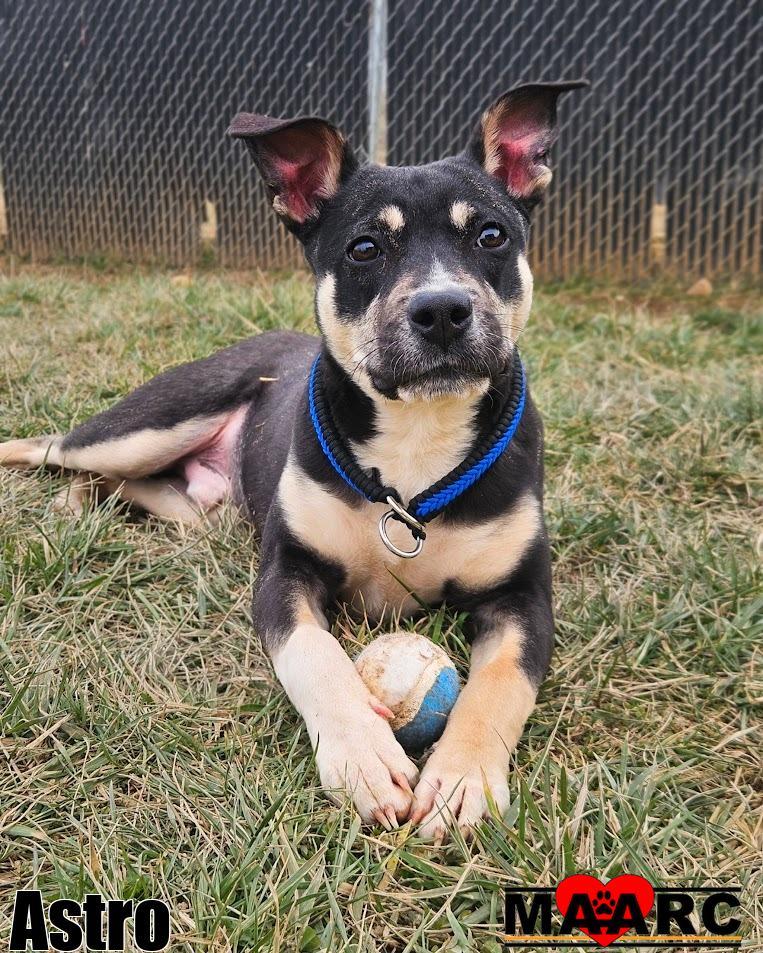 Astro, Adoptable, Young Male Shepherd & Mixed Breed.