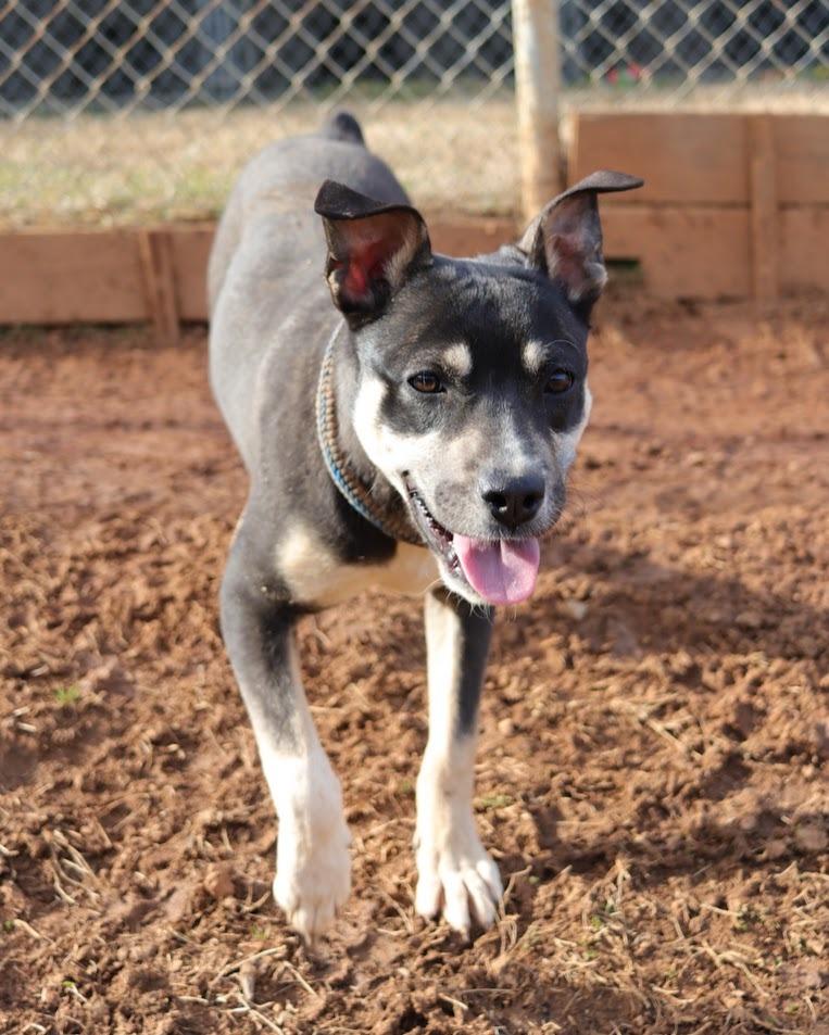 Astro, a Adoptable mixed breed in Maryville, TN image 2/2