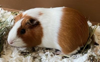 Enlarge Ginger, a ADOPTABLE Guinea Pig in Murphy, TX image 1/1