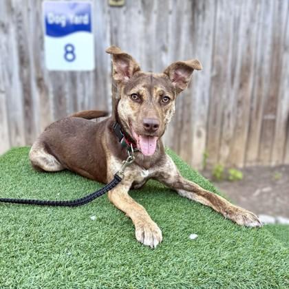 Darcy, Adoptable, Adult Female Shepherd & Mixed Breed.